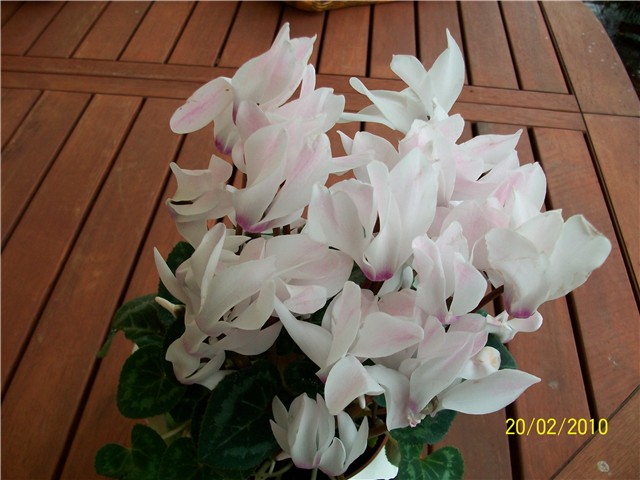 ciklama- lat. cyclamen persicum 